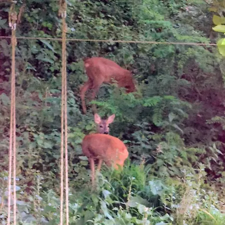 I Custodi Del Bosco 3* Gorycja