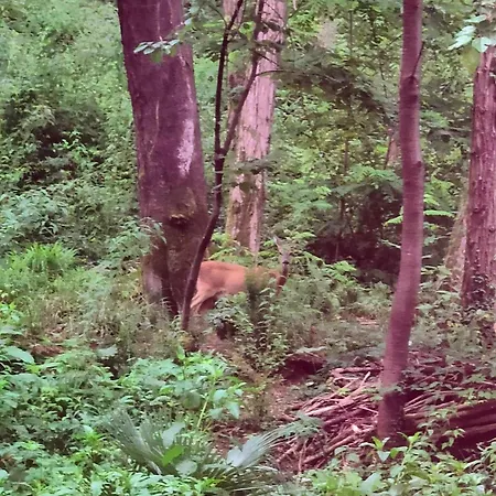 Nocleg ze śniadaniem I Custodi Del Bosco Gorycja