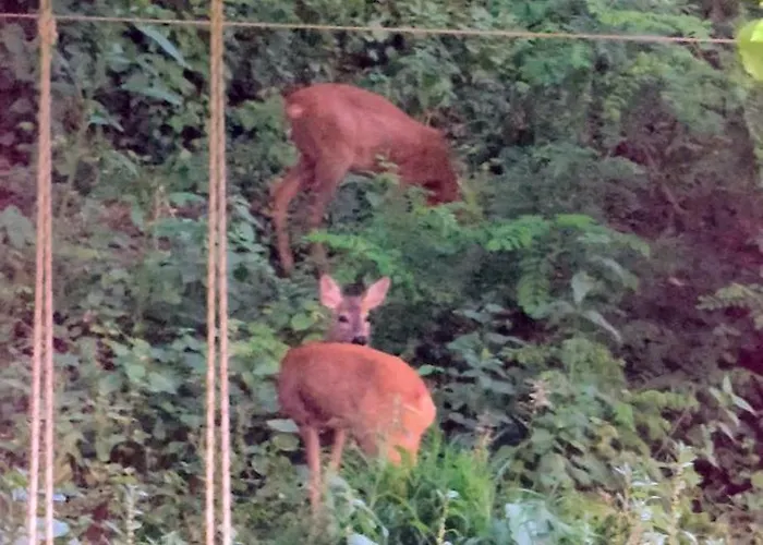 I Custodi Del Bosco 3* Gorycja