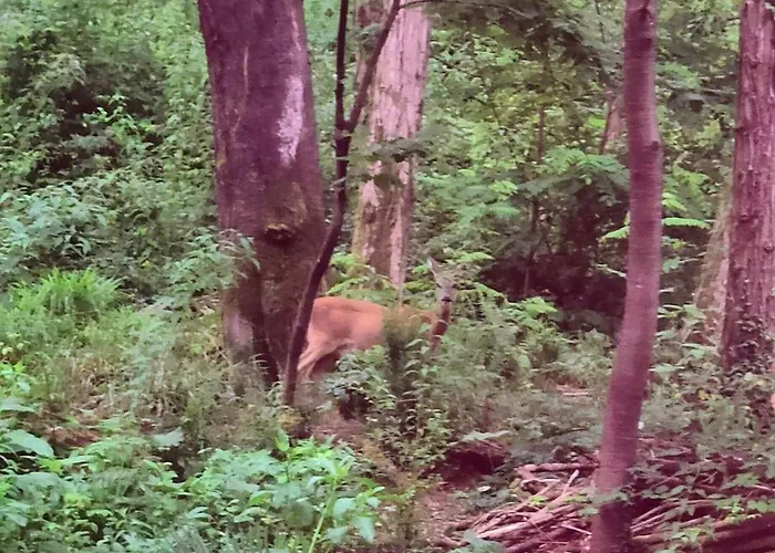 Nocleg ze śniadaniem I Custodi Del Bosco Gorycja